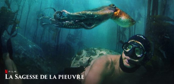 La Sagesse de la Pieuvre : Où a été filmé le documentaire Netflix