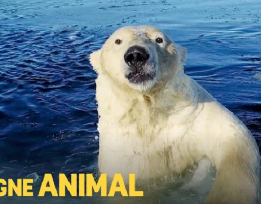 le regne animal saison 3 netflix