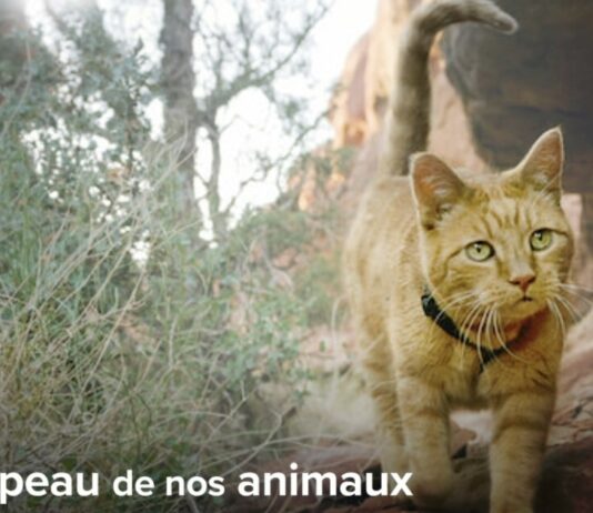 dans la peau de nos animaux saison 2