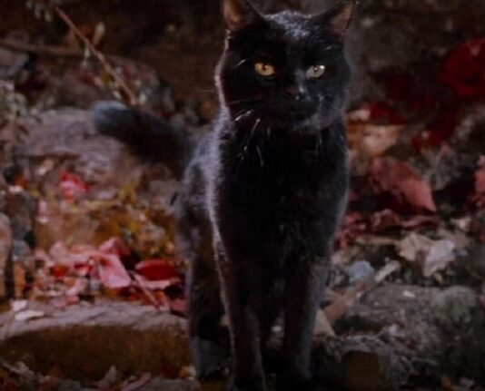 binx hocus pocus 2