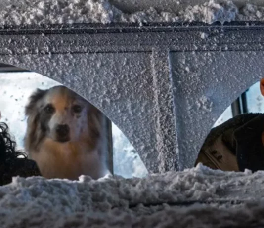 the noel diary ava chien acteur