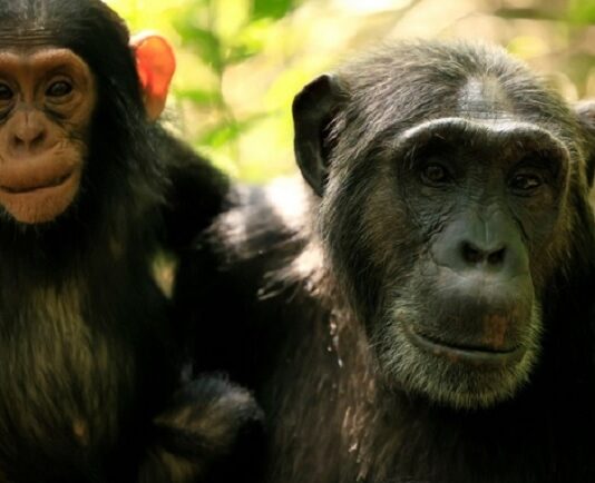 ou a ete filme lempire des chimpanzes