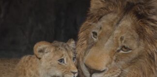 milele mufasa