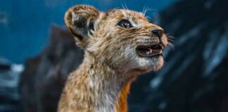 qui est le frere de kiara mufasa