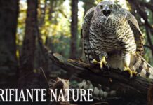 terrifiante nature saison 2