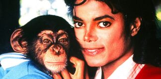 michael jackson bubbles singe