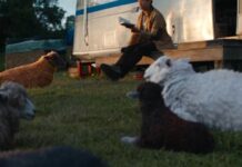 the sheep detectives fin