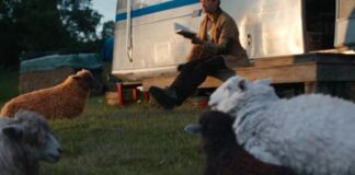 the sheep detectives fin