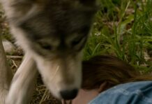Le Loup et le Lion (2021) : Est ce inspiré d’une histoire vraie ? le loup et le lion histoire vraie