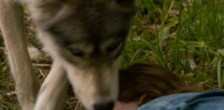 le loup et le lion histoire vraie