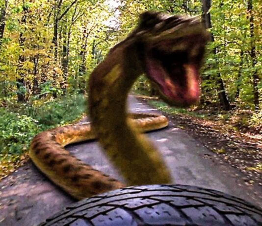 ou a ete filme anacondas 4